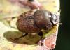 Onthophagus similis